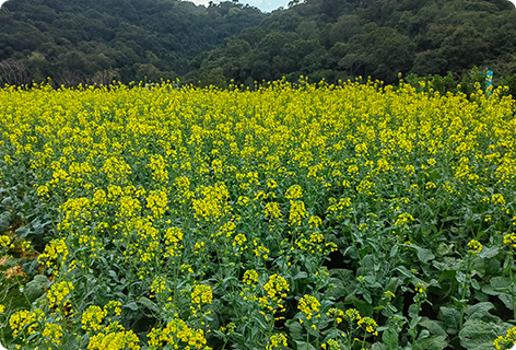 制定《鹽田區(qū)耕地保護“田長制”實施方案》—田長令