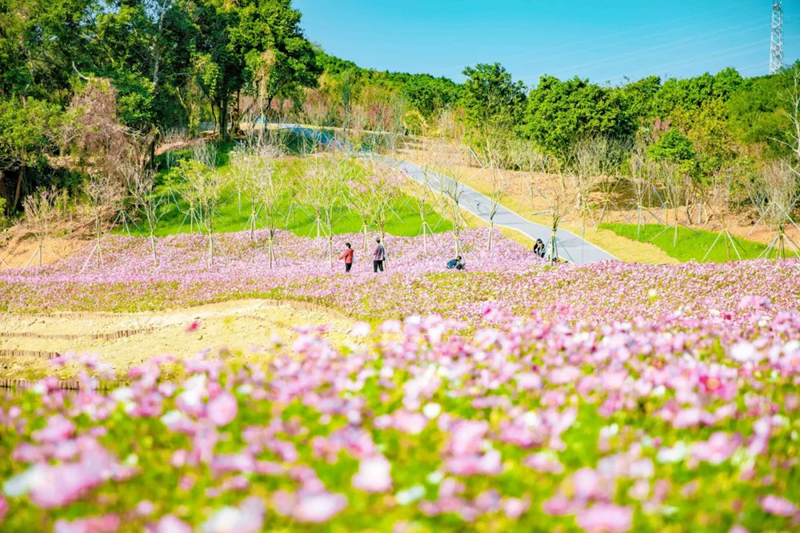 半山公園風(fēng)景圖 (1).png